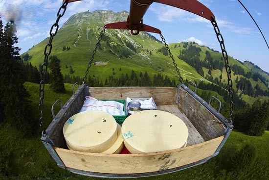 نحوه ساخت معروفترین پنیر جهان