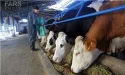 دو درصد شیر کشور در زنجان تولید می‌شود