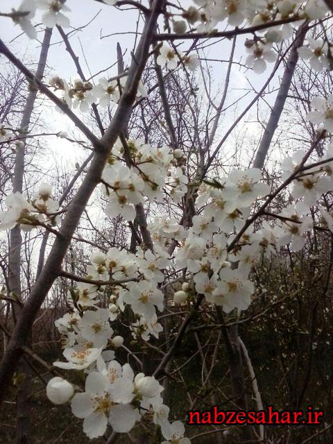 تصاویر/باز شدن شکوفه های بهاری درختان میوه در شهرستان خرمدره