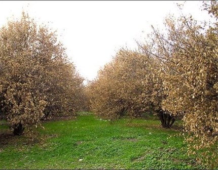 کشاورزان خرمدره ای ۲۰۰میلیارد ریال خسارت دیده اند