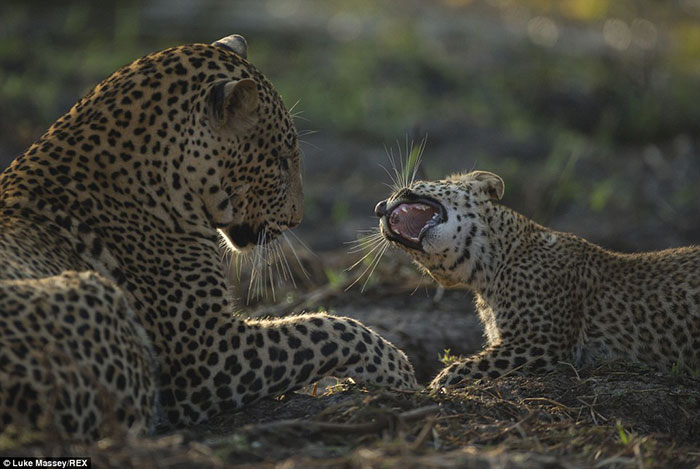 تصاویر خیره کننده از حیات وحش آفریقا