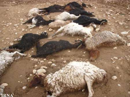 ۴۱ راس گوسفند در برخورد با کامیون تلف شدند
