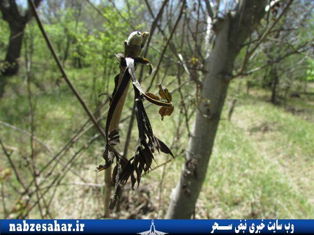 سرمازدگی بهاری ۳۰۰ میلیارد ریال به باغات شهرستان خرمدره خسارت زد+تصاویر