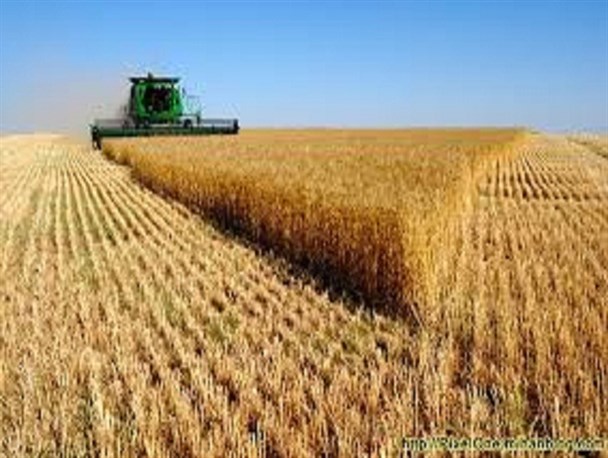 کشاورزان ضرر می کنند، دولت گندم وارد می کند!/ بهانه عجیب دولتی ها برای توجیه واردات گندم به کشور