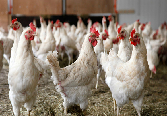 کشف بیش از ۳۰۰۰ قطعه مرغ زنده قاچاق در خرم‌دره
