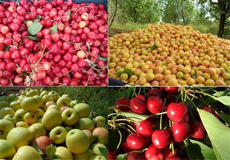 تولید میوه رکورد می‌زند/ سرمازدگی اخیر بر قیمت محصولات باغی اثر گذاشته است؟