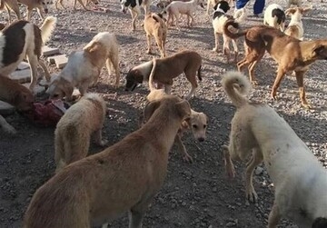 انفجار جمعیتی سگ‌های بلاصاحب در زنجان