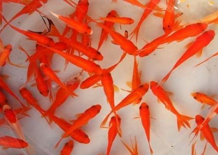 ماهی قرمز سفره هفت‌سین را در رودخانه‌ها رها نکنید